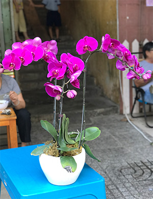  Orchid phalaenopsis